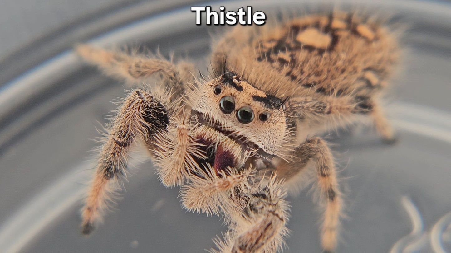 "Thistle" Female Regal (Phidippus regius)