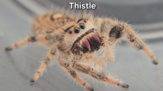 "Thistle" Female Regal (Phidippus regius)
