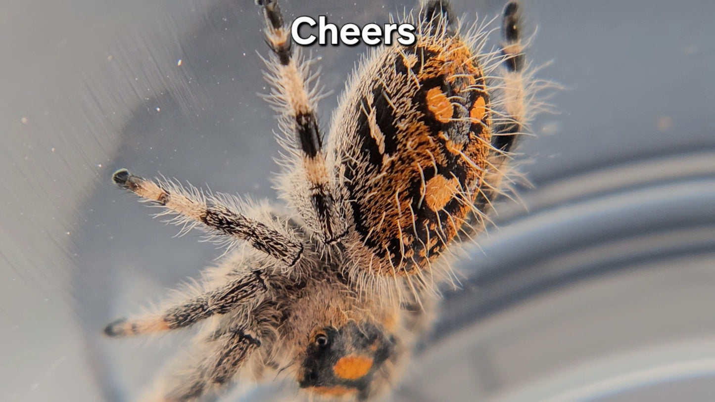 "Cheers" Female Regal