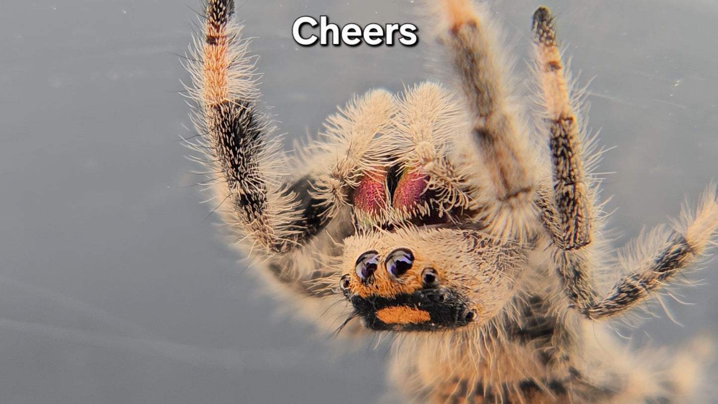 "Cheers" Female Regal