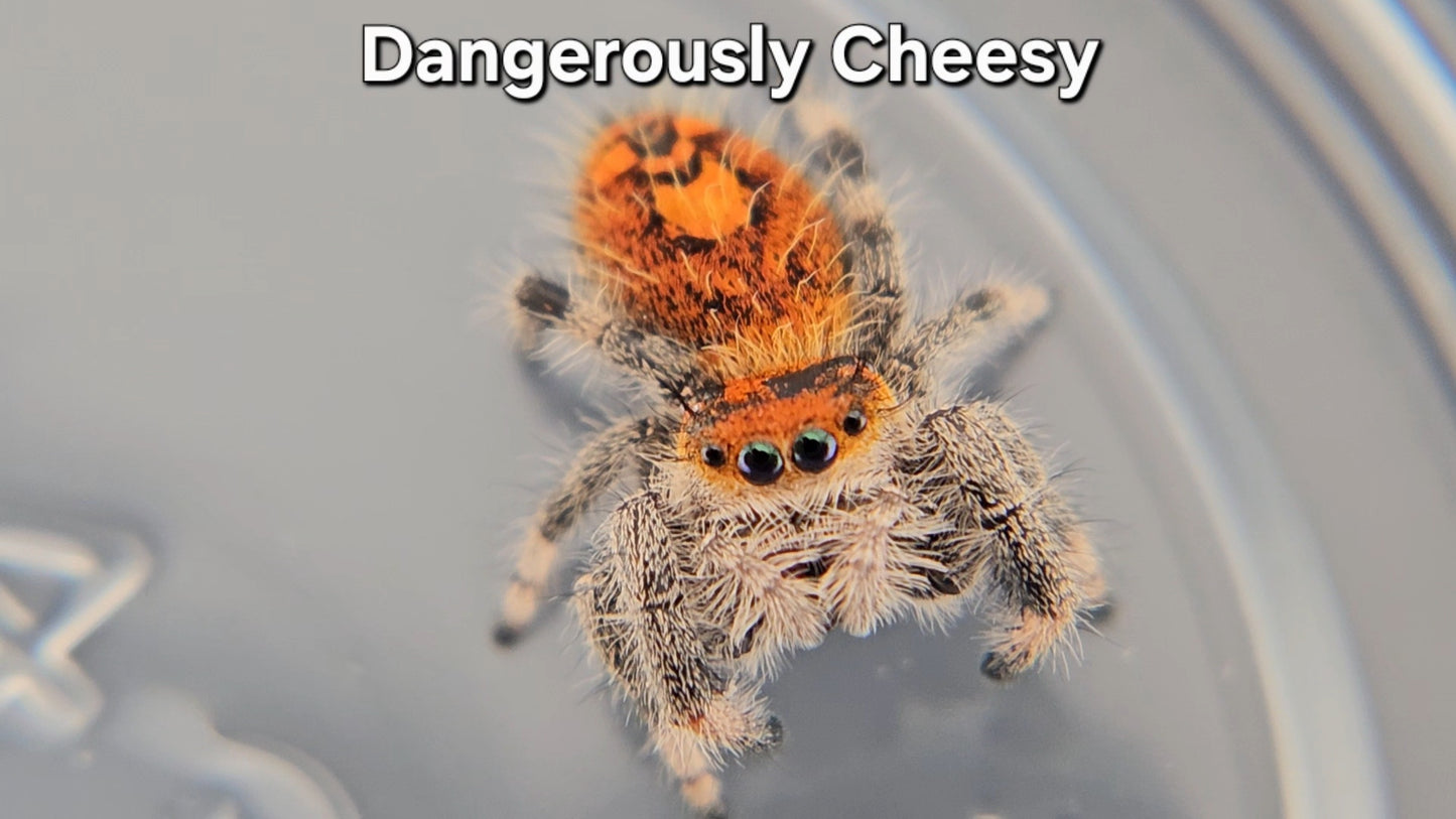 "Dangerously Cheesy" Female Regal