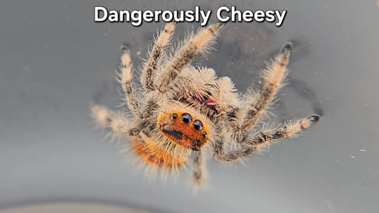 "Dangerously Cheesy" Female Regal