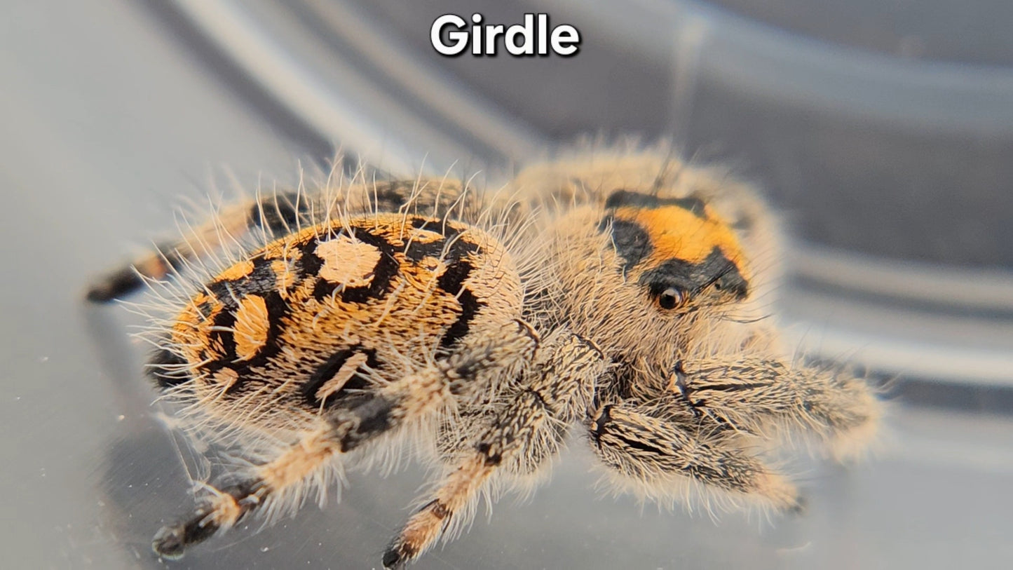 "Girdle" Female Regal