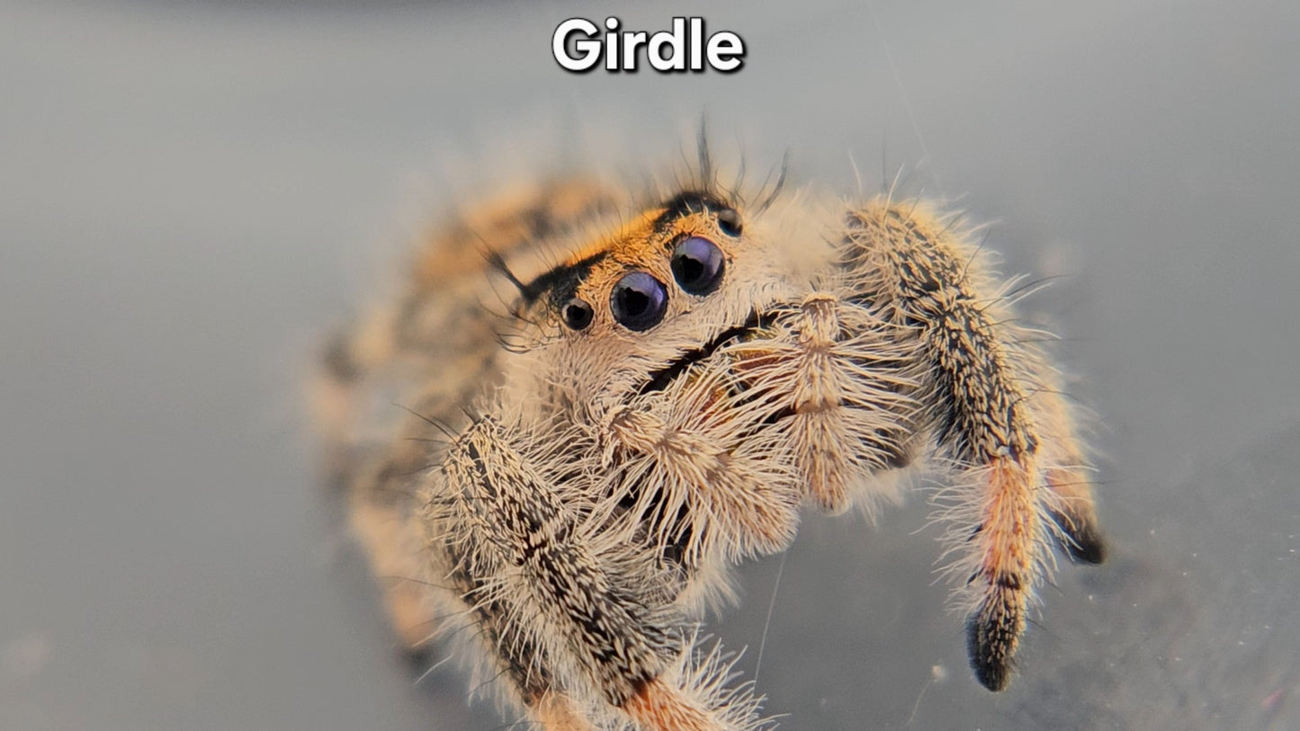 "Girdle" Female Regal
