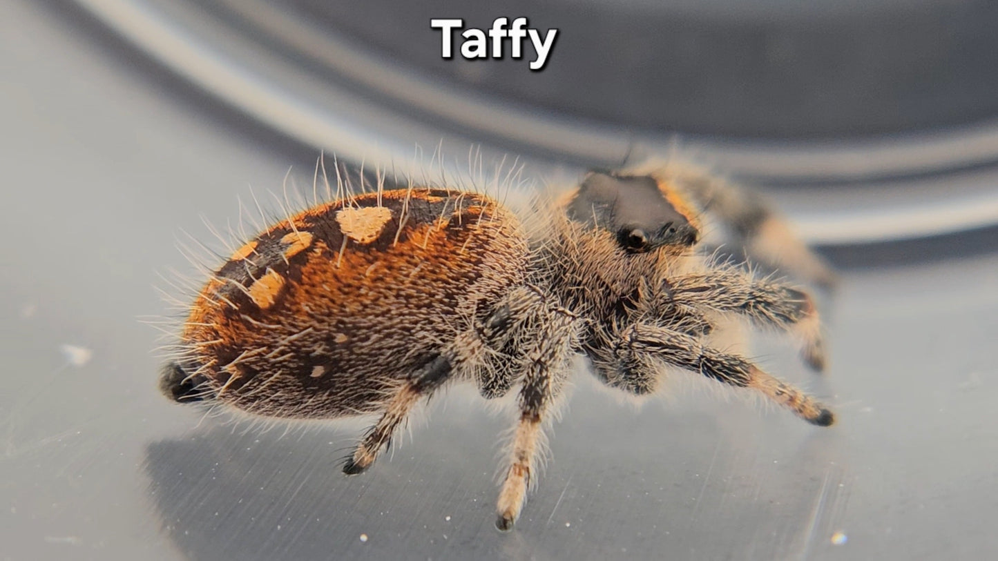 "Taffy" Female Regal