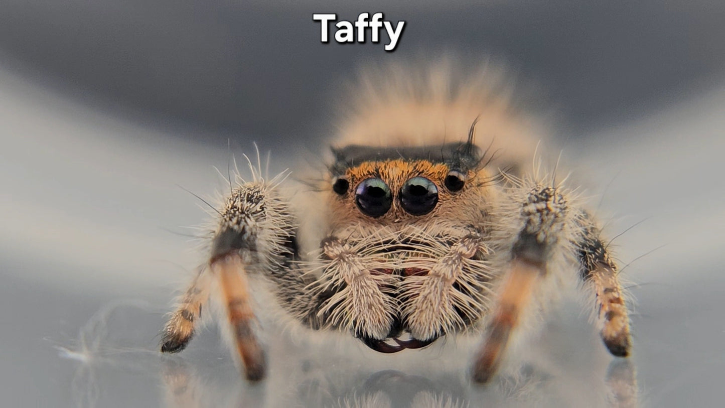 "Taffy" Female Regal
