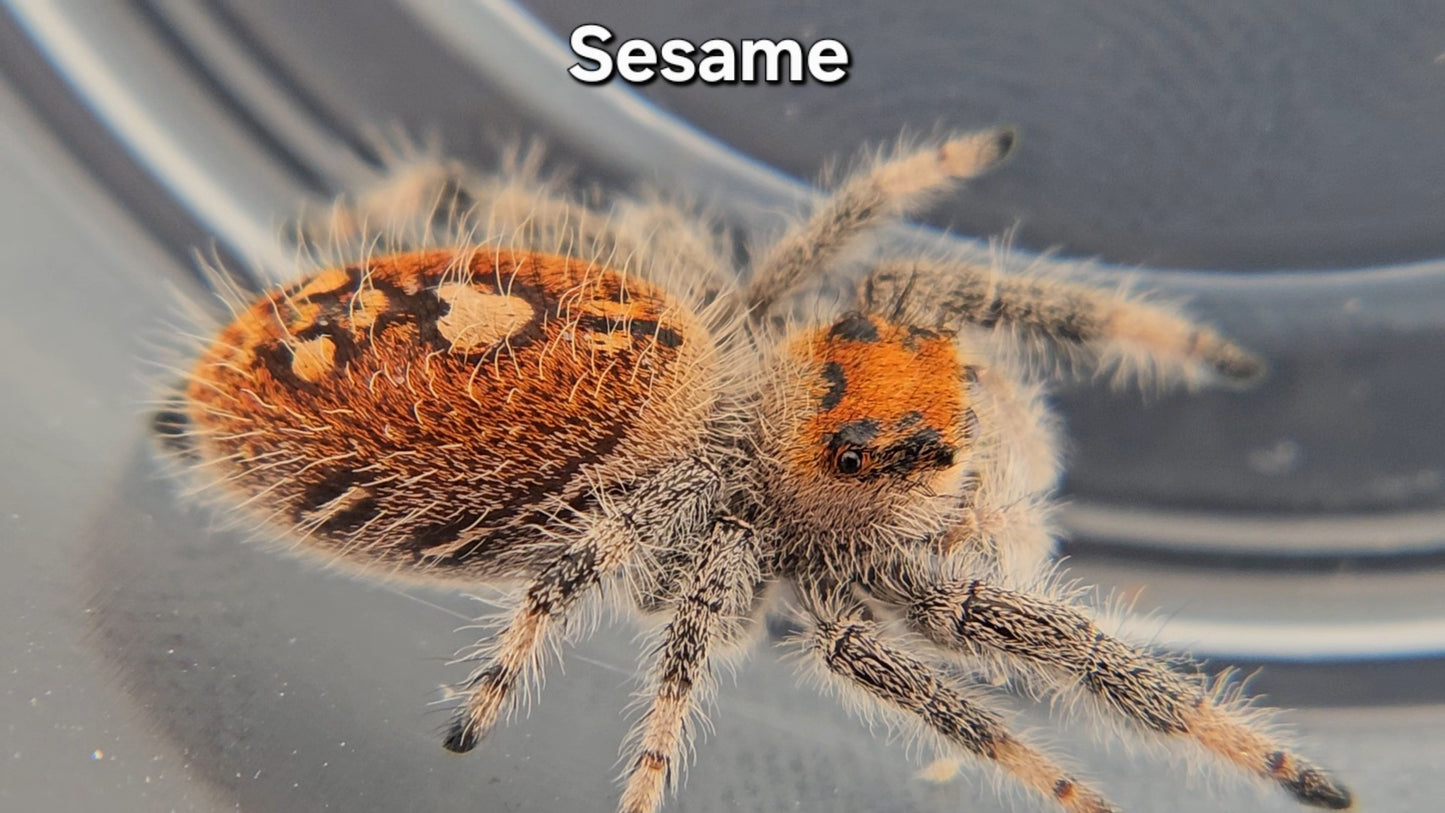 "Sesame" Female Regal