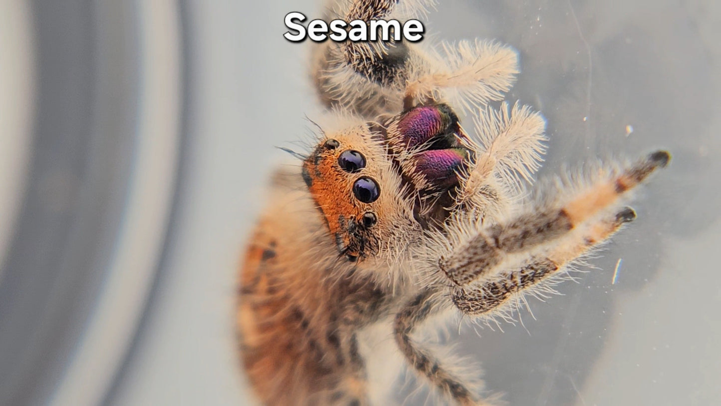 "Sesame" Female Regal
