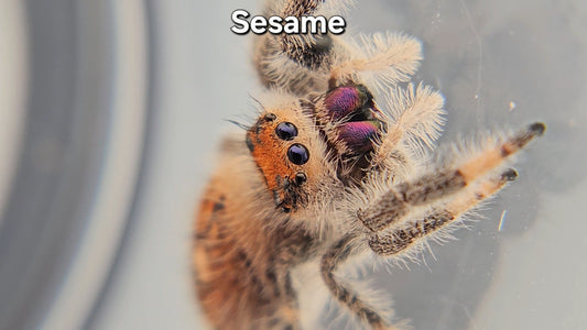 "Sesame" Female Regal
