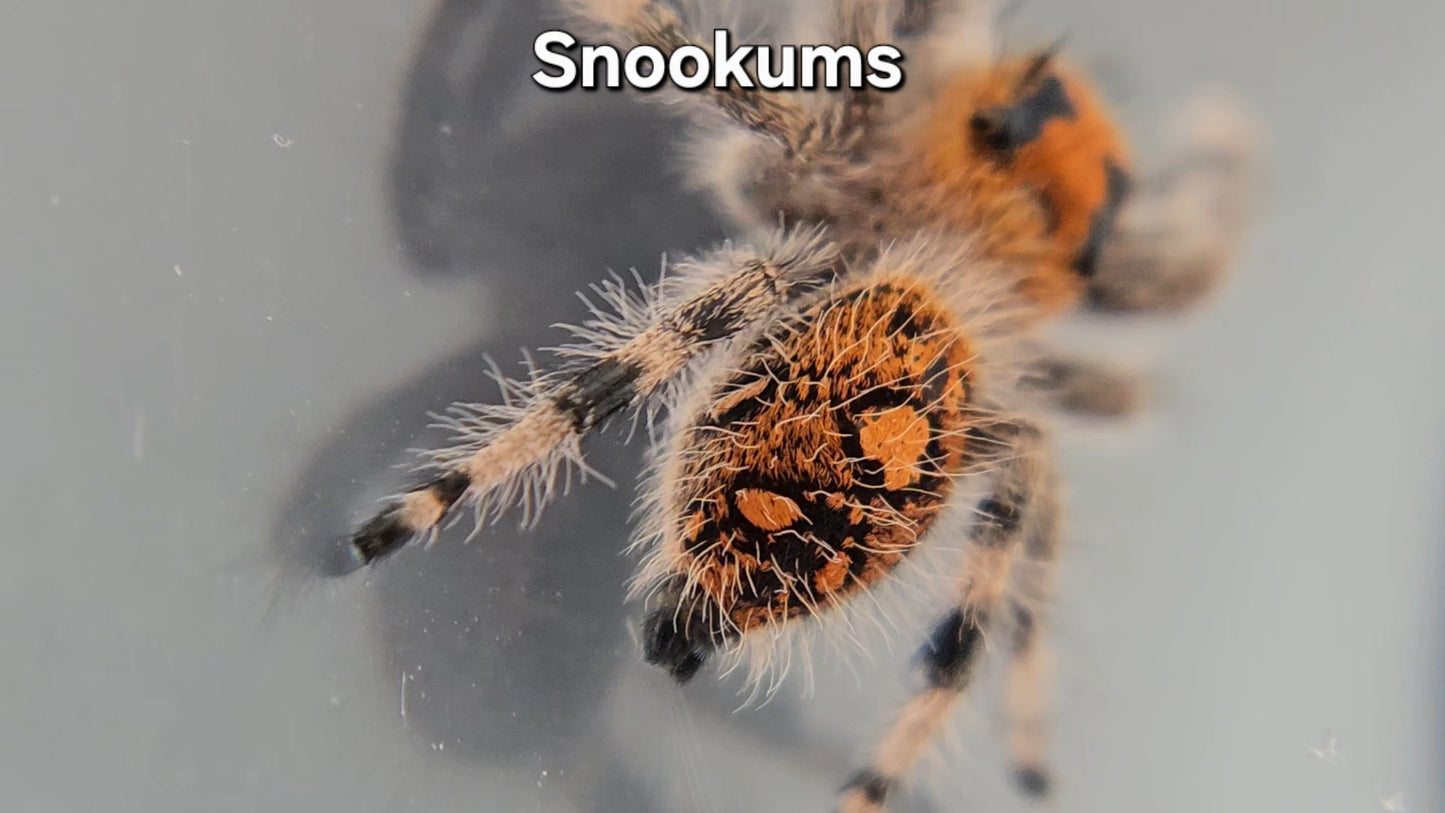 "Snookums" Female Regal