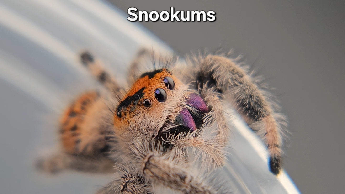 "Snookums" Female Regal