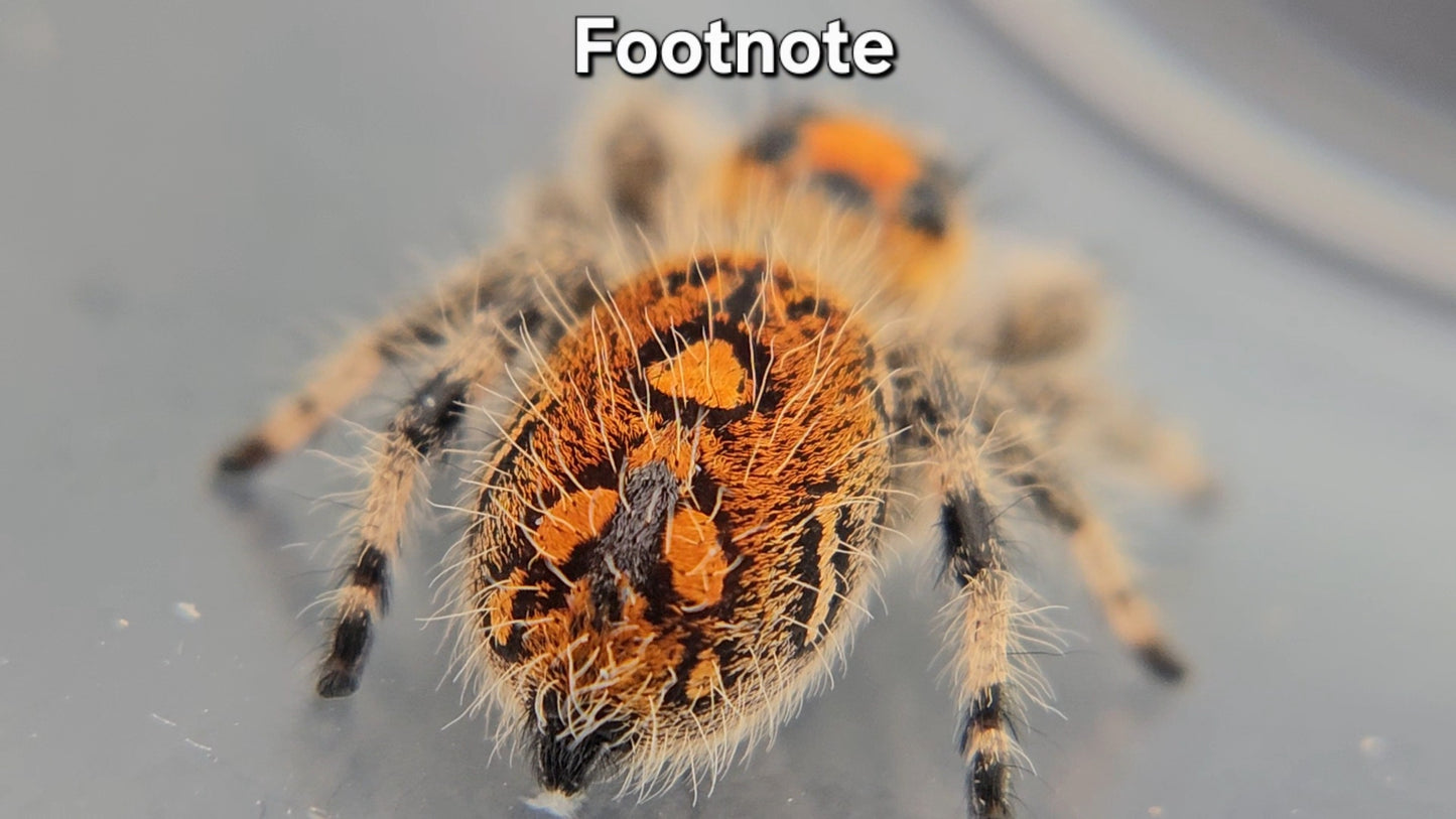 "Footnote" Female Regal