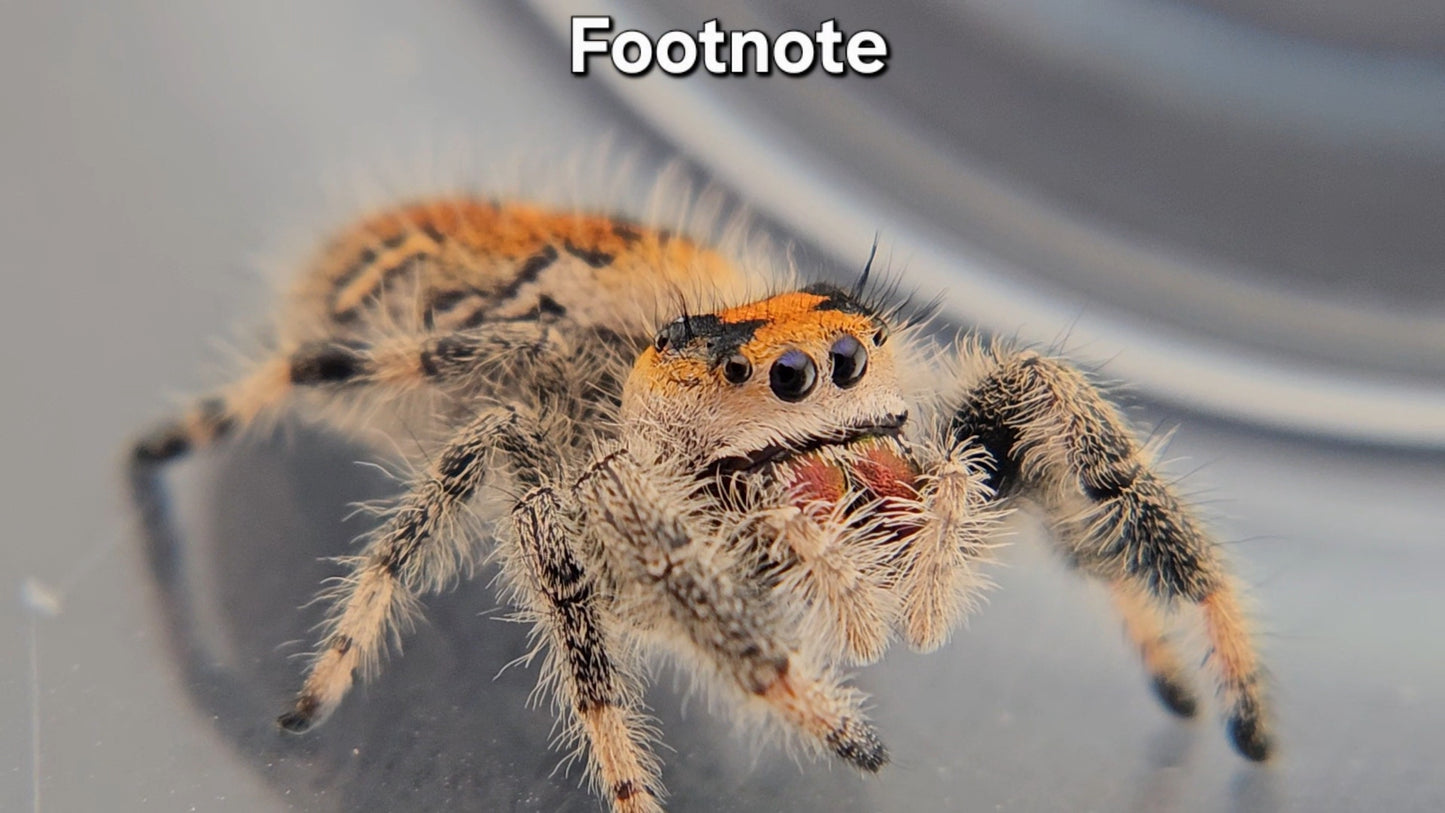 "Footnote" Female Regal