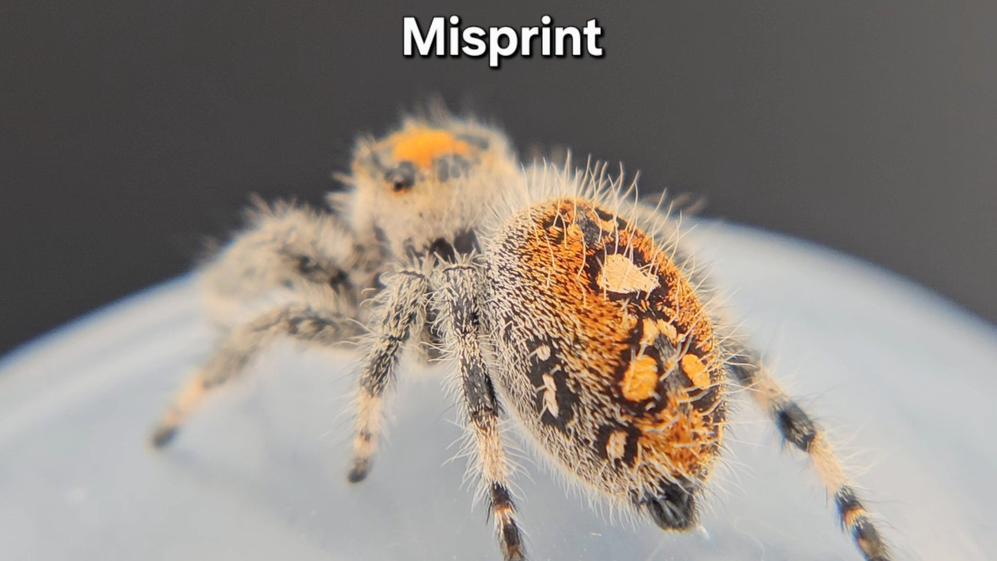 "Misprint" Female Regal
