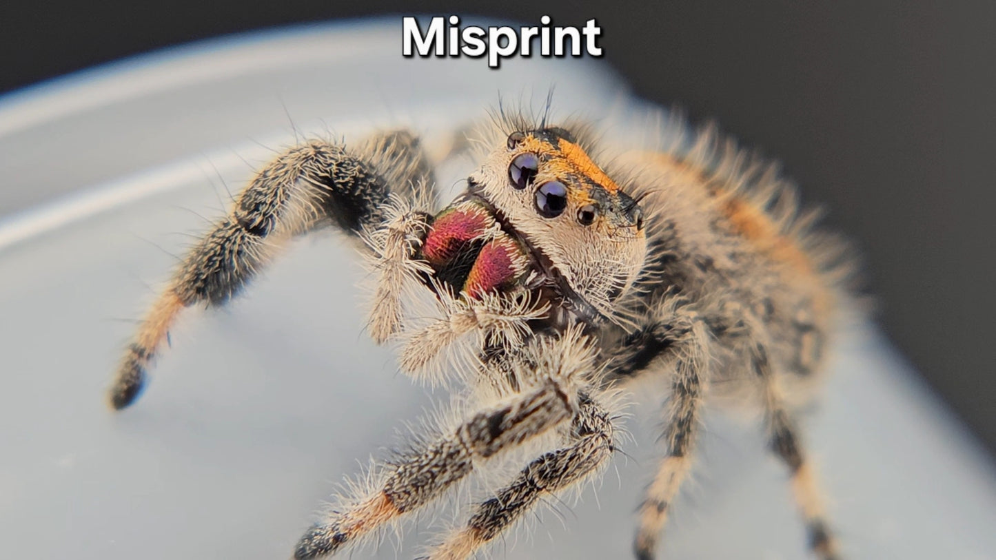 "Misprint" Female Regal