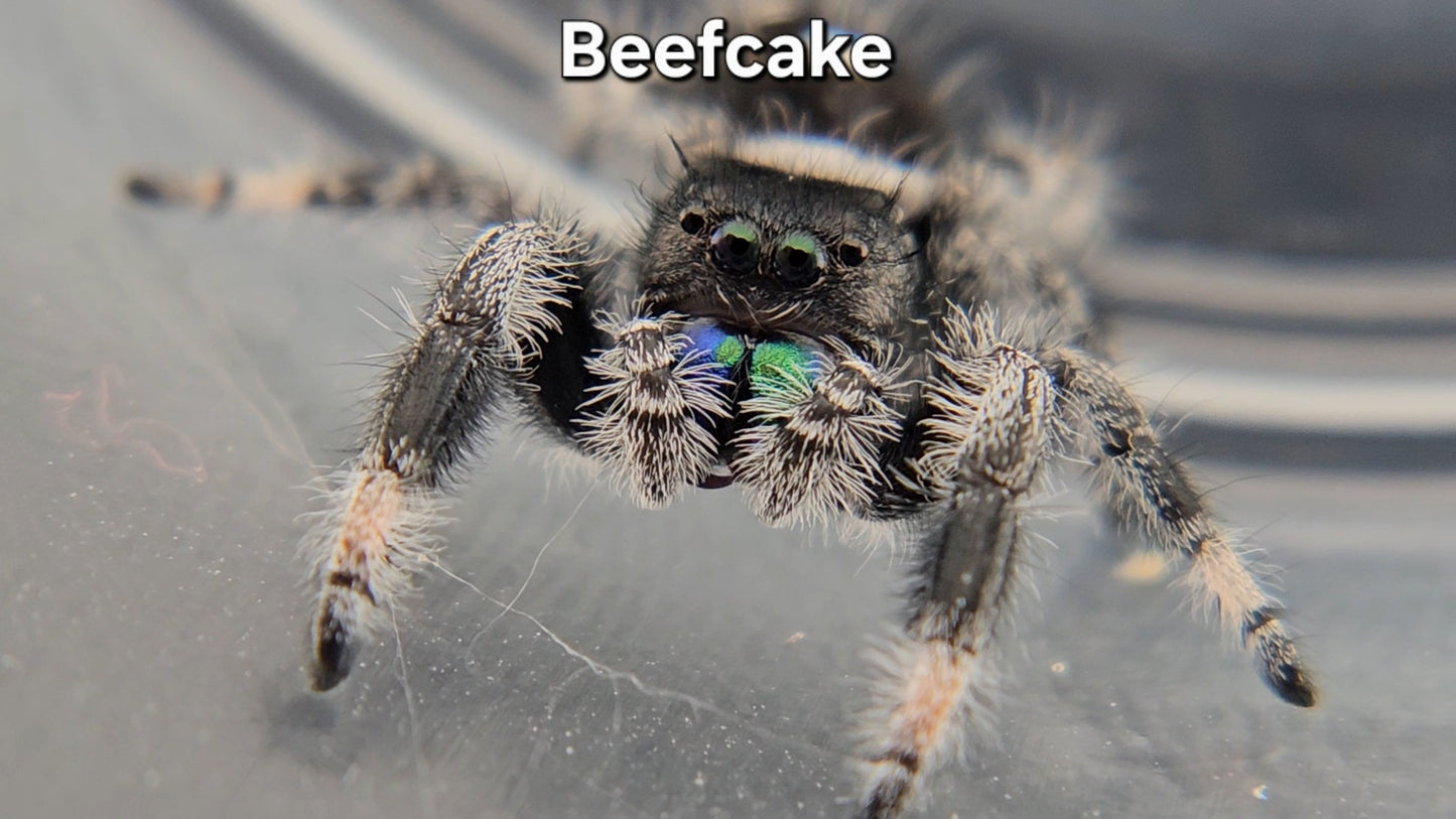 "Beefcake" Male Regal