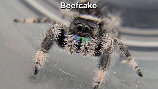 "Beefcake" Male Regal