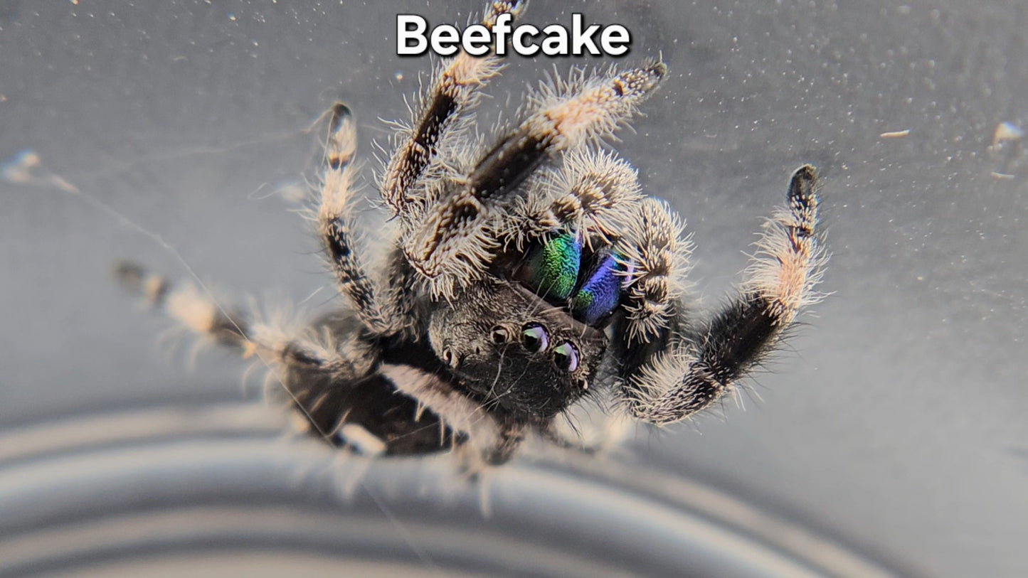"Beefcake" Male Regal
