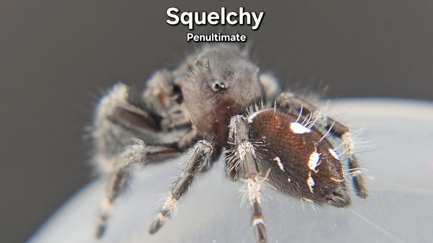 "Squelchy" Male Regal - Penultimate (?)