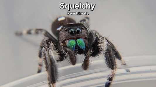 "Squelchy" Male Regal - Penultimate (?)