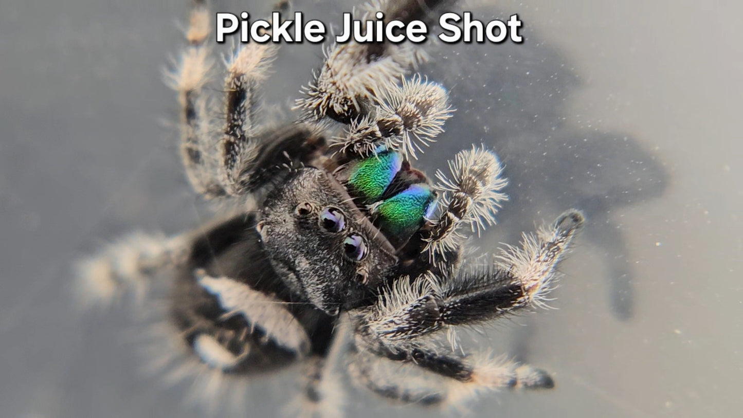 "Pickle Juice Shot" Male Regal