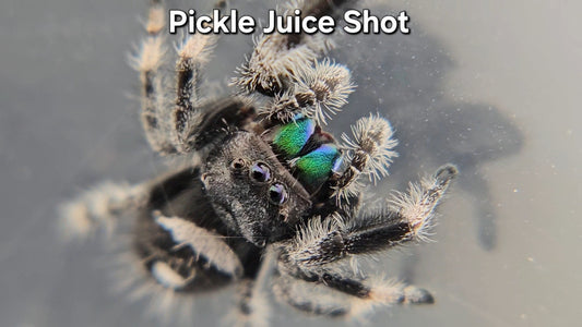 "Pickle Juice Shot" Male Regal