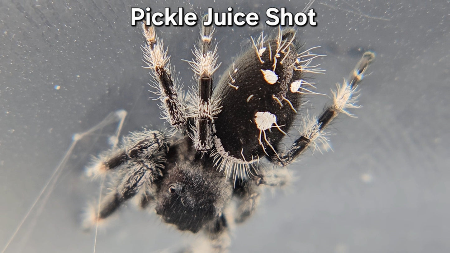 "Pickle Juice Shot" Male Regal