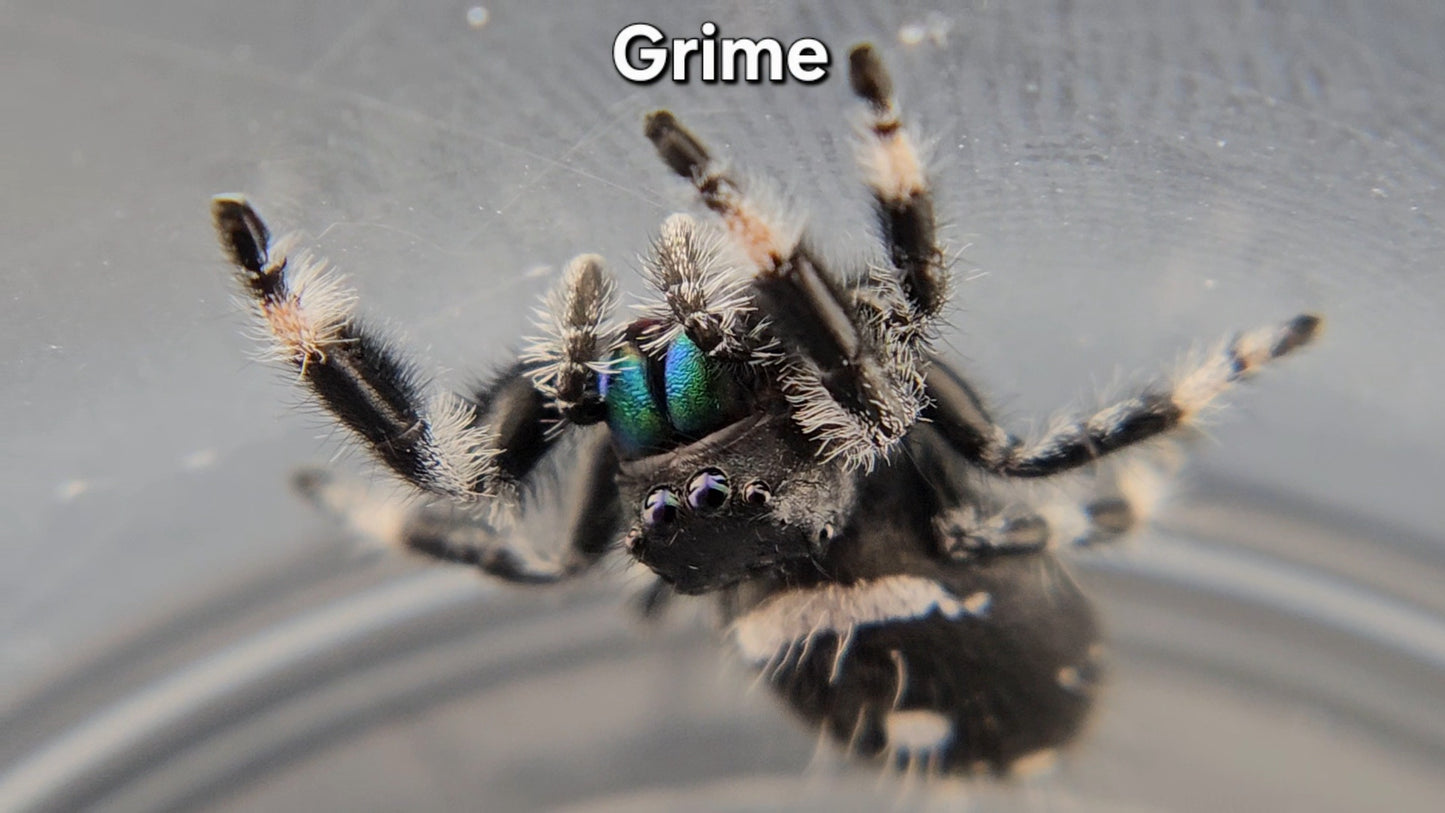 "Grime" Male Regal
