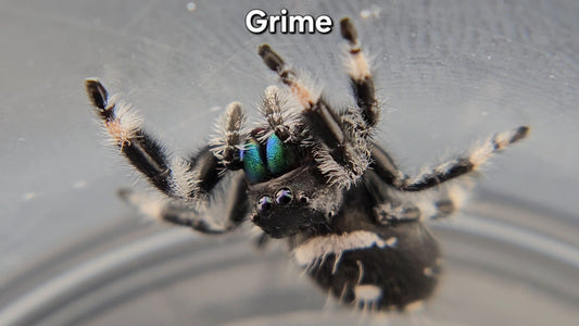 "Grime" Male Regal