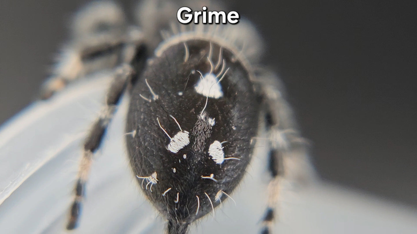 "Grime" Male Regal