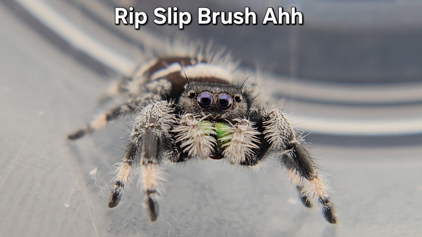 "Rip Slip Brush Ahh" Male Regal