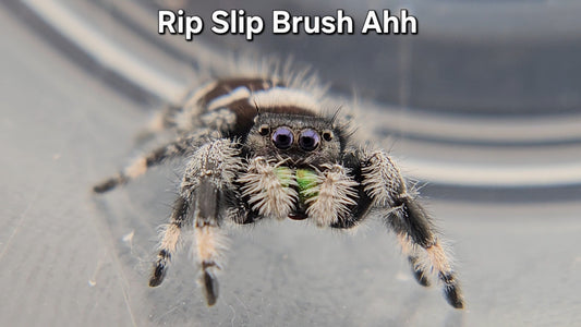 "Rip Slip Brush Ahh" Male Regal