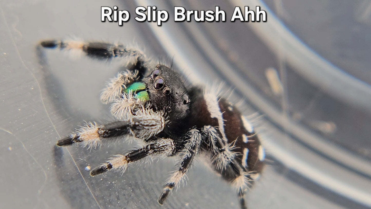 "Rip Slip Brush Ahh" Male Regal