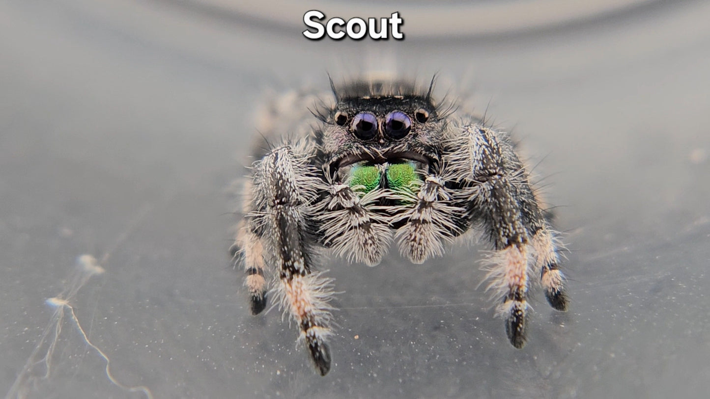 "Scout" Male Regal