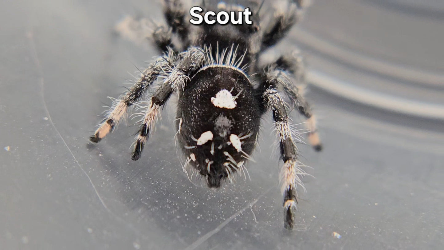 "Scout" Male Regal