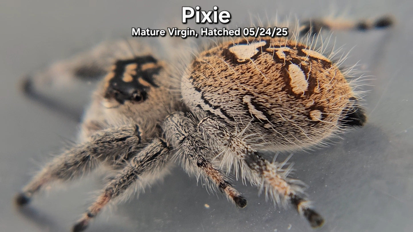 "Pixie" Female Regal - Mature Virgin