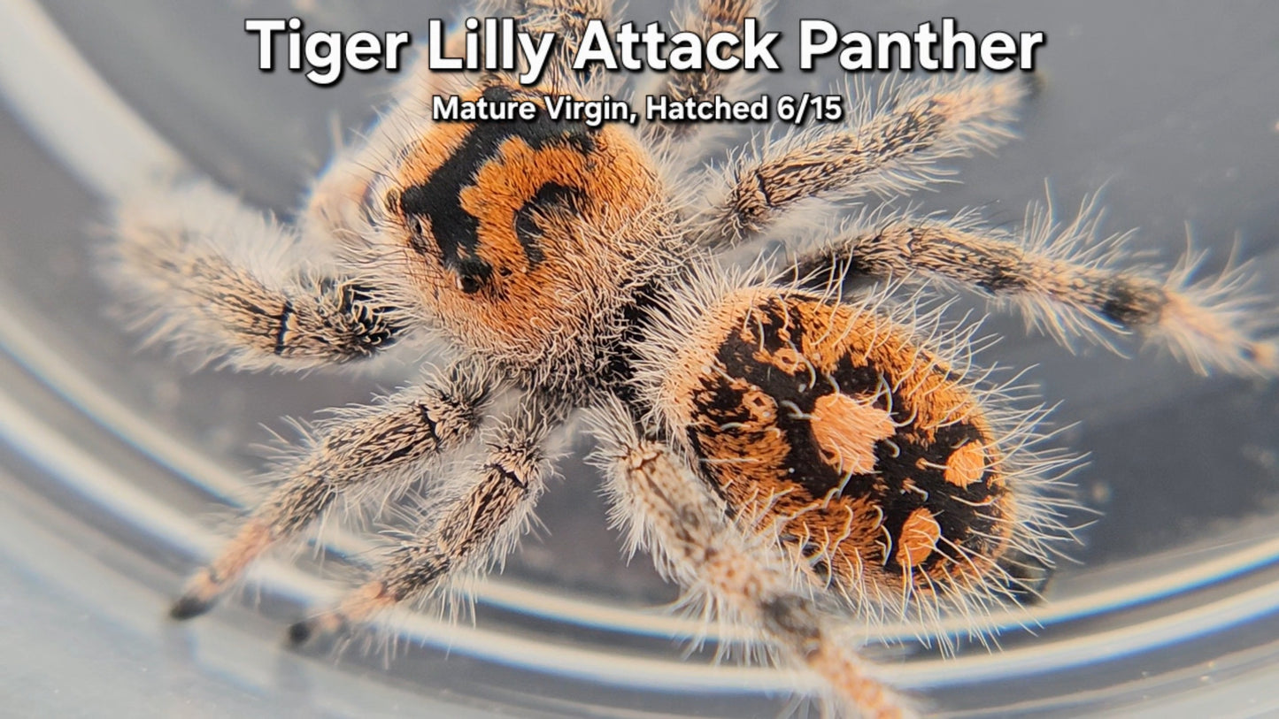 "Tiger Lilly Attack Panther" Female Regal - Mature Virgin