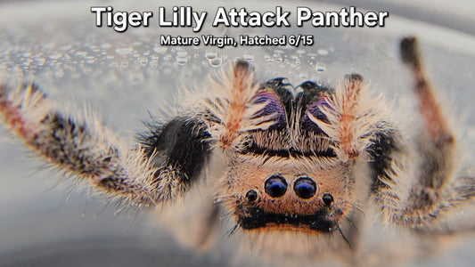 "Tiger Lilly Attack Panther" Female Regal - Mature Virgin