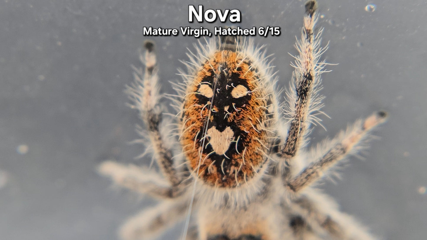 "Nova" Female Regal - Mature Virgin