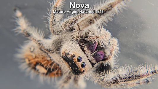 "Nova" Female Regal - Mature Virgin