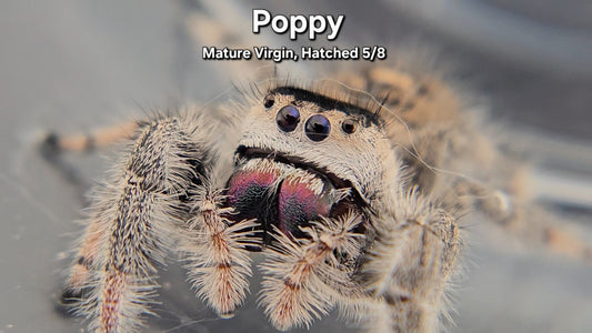 "Poppy" Female Regal - Mature Virgin
