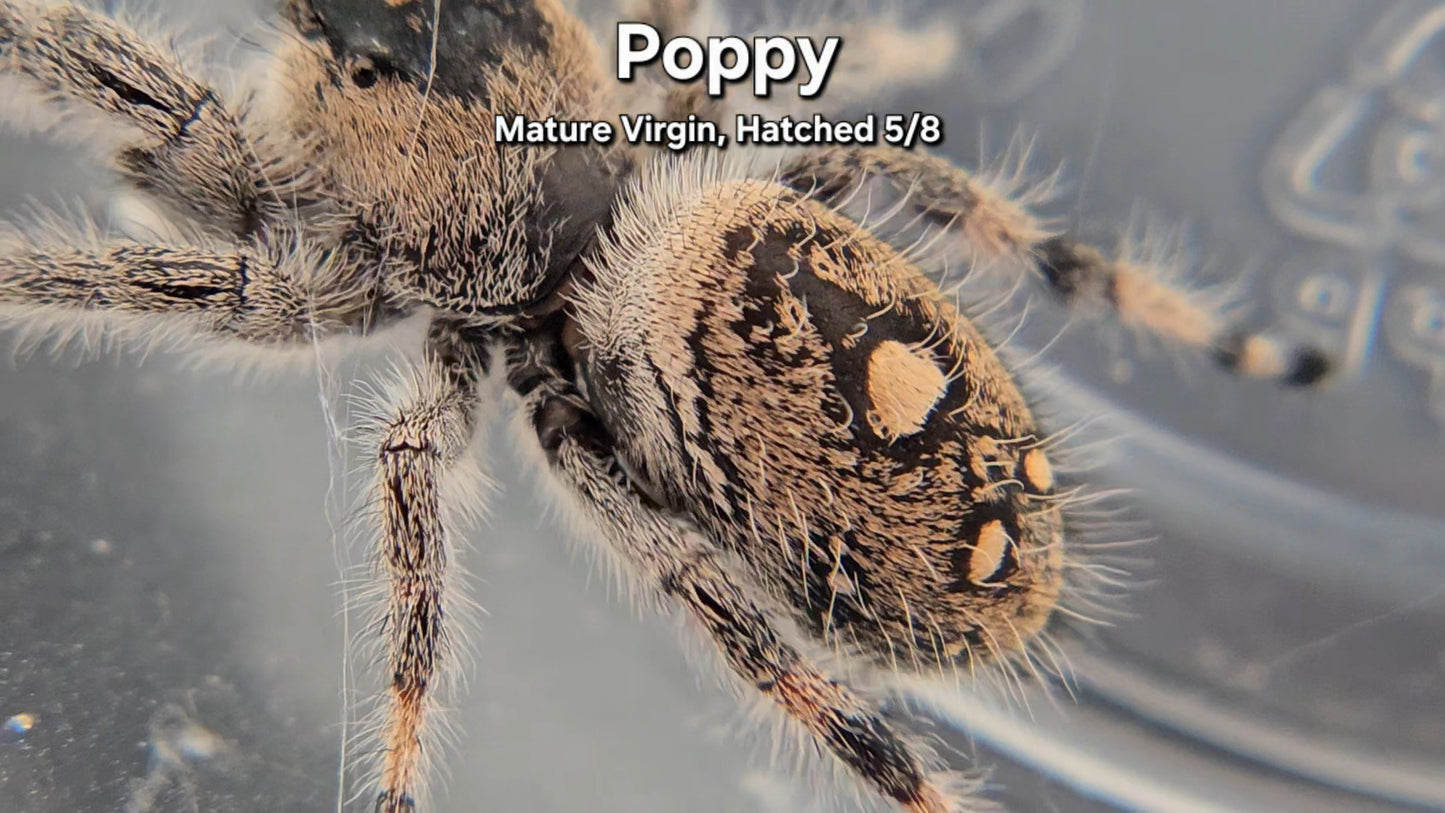 "Poppy" Female Regal - Mature Virgin
