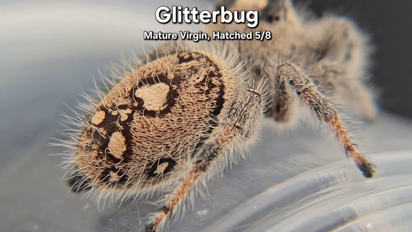 "Glitterbug" Female Regal - Mature Virgin