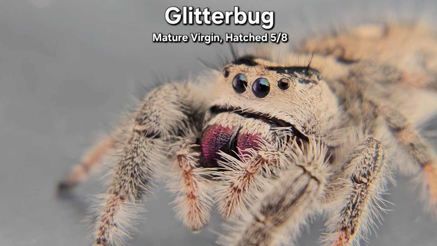"Glitterbug" Female Regal - Mature Virgin