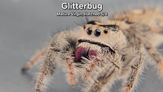 "Glitterbug" Female Regal - Mature Virgin