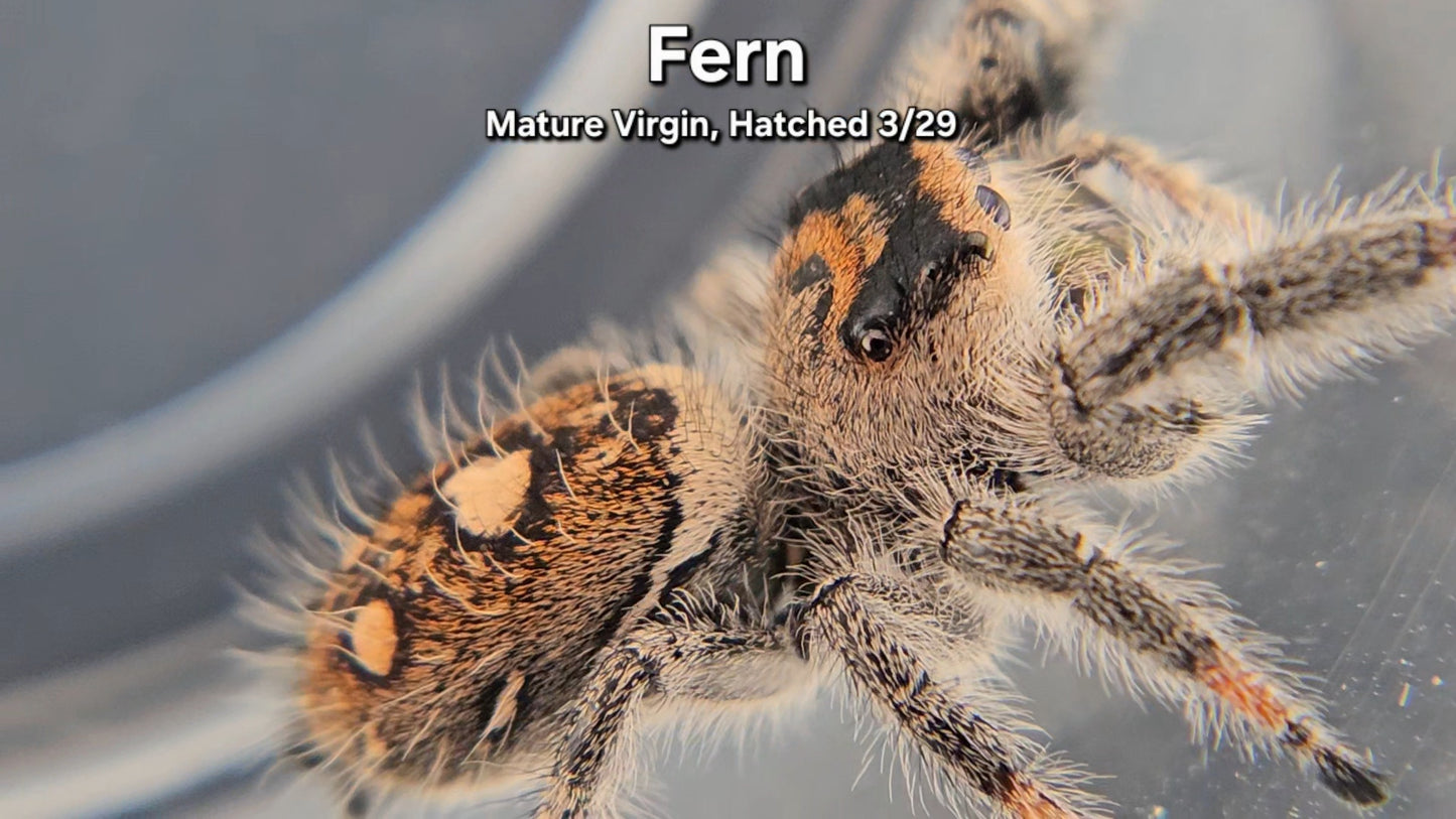 "Fern" Female Regal - Mature Virgin