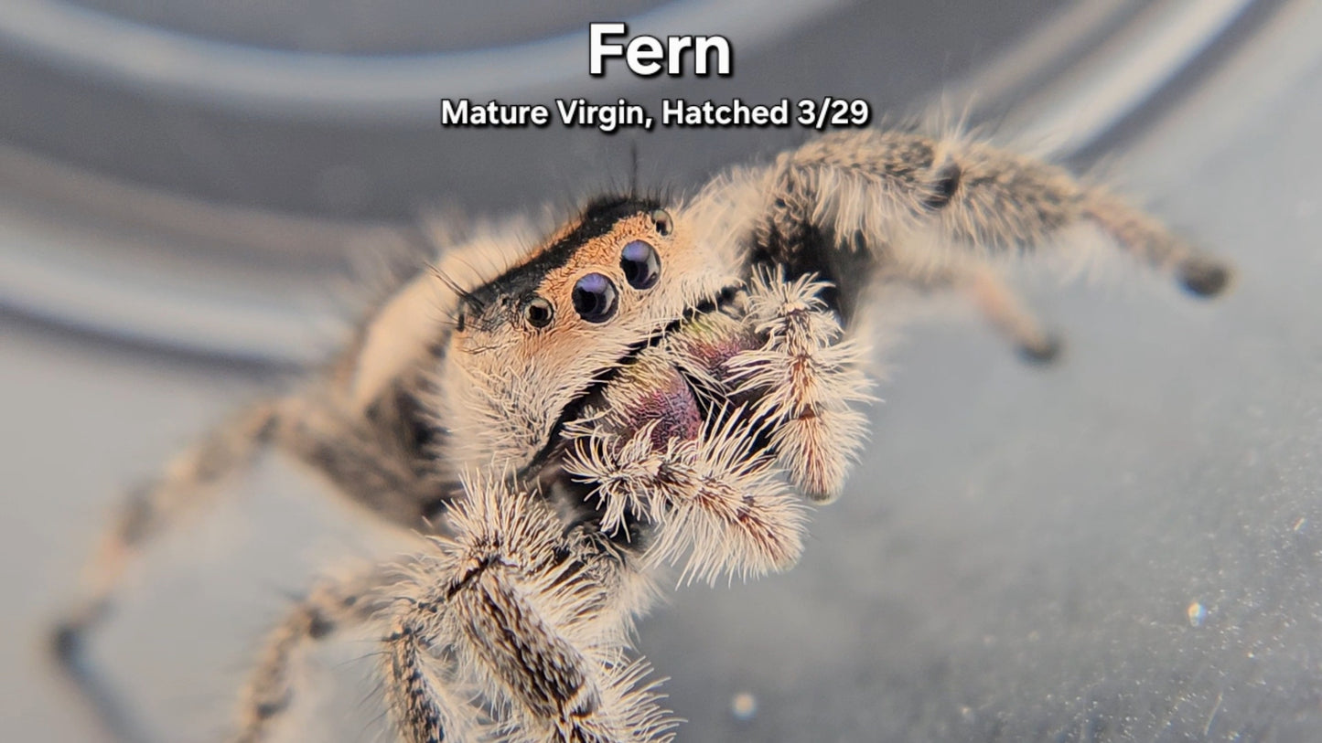 "Fern" Female Regal - Mature Virgin