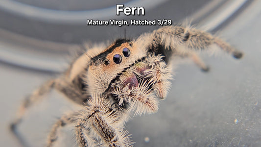 "Fern" Female Regal - Mature Virgin