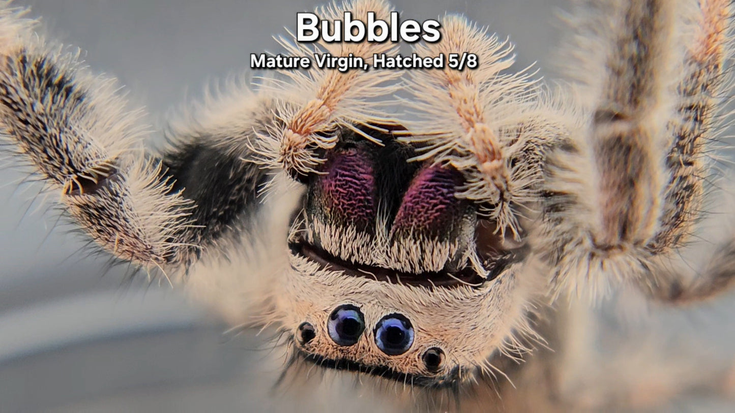 "Bubbles" Female Regal - Mature Virgin