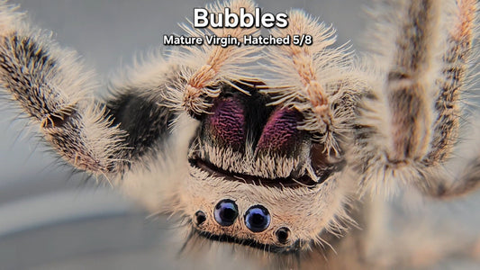 "Bubbles" Female Regal - Mature Virgin